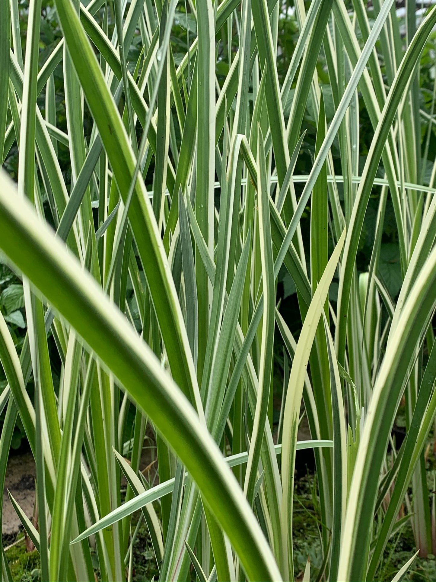 Marginal Pond Plant - (Potted 1 Litre) ~ Variegated Sweet Flag - Acorus Calamus Variegatus