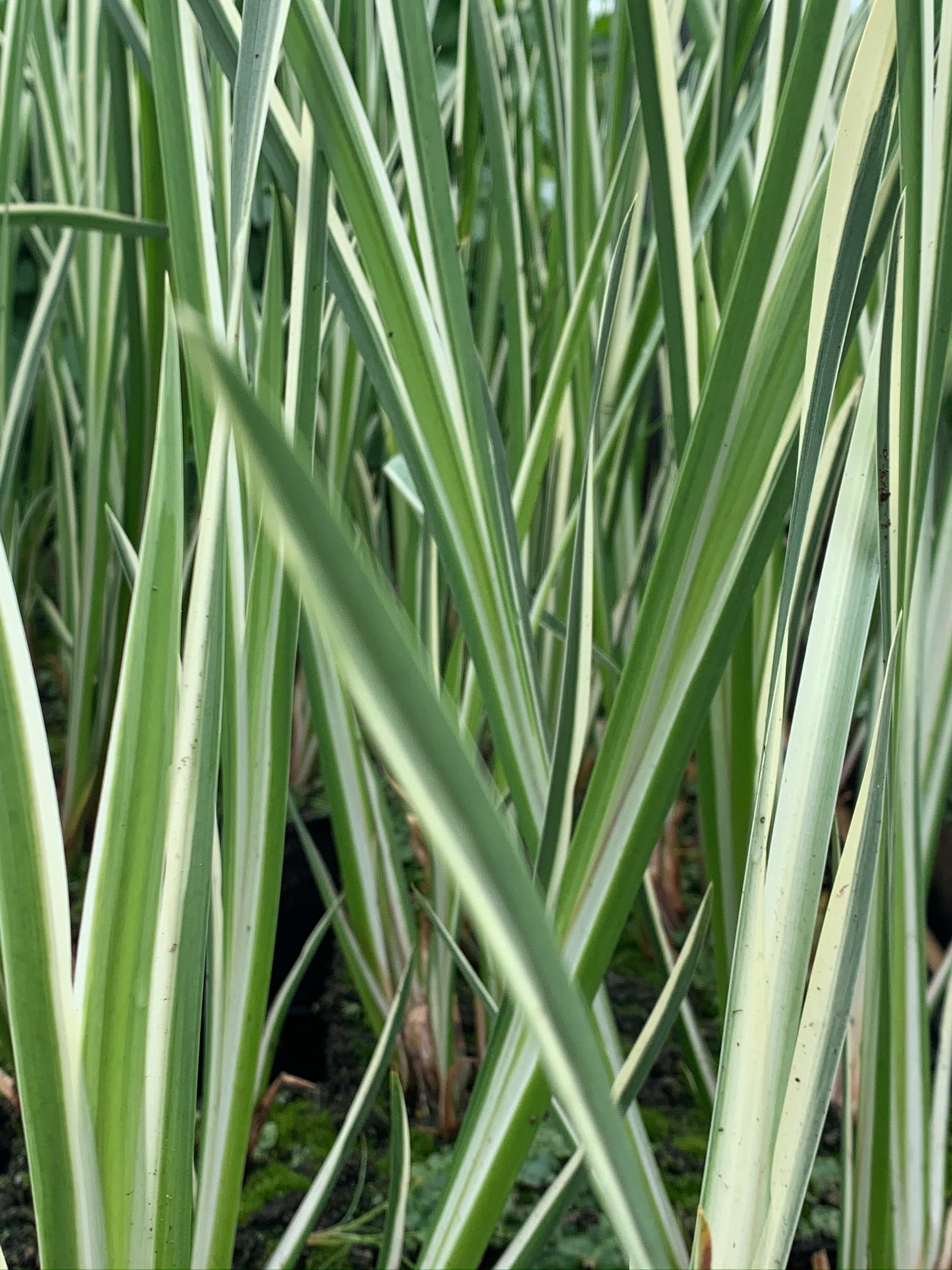 Marginal Pond Plant - (Potted 1 Litre) ~ Variegated Sweet Flag - Acorus Calamus Variegatus