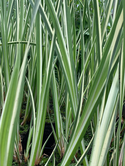 Marginal Pond Plant - (Potted 1 Litre) ~ Variegated Sweet Flag - Acorus Calamus Variegatus