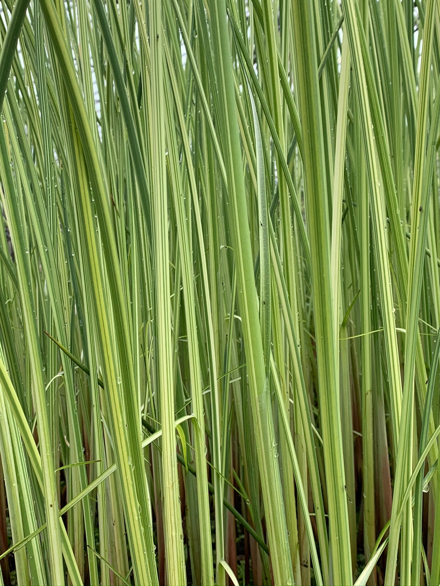 Marginal Pond Plant - (Potted 1 Litre) ~ Variegated Rush - Scirpus Lacustris Albescens