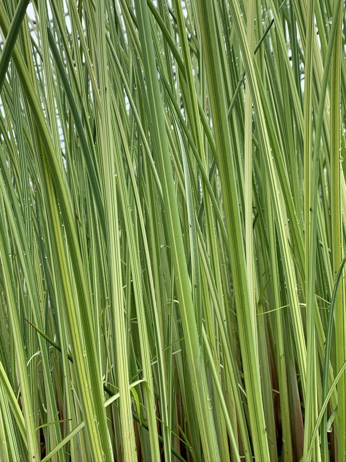 Marginal Pond Plant - (Potted 1 Litre) ~ Variegated Rush - Scirpus Lacustris Albescens