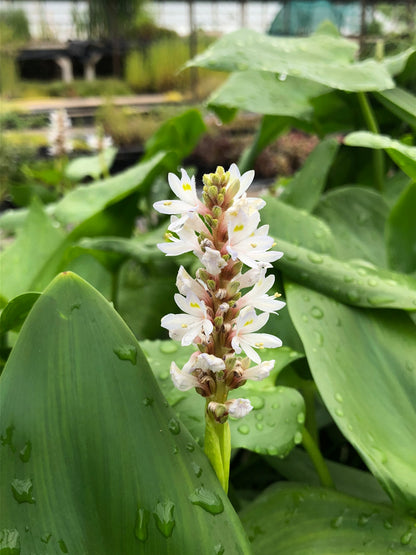 Marginal Pond Plant - (Potted 1 Litre) ~ White Pickeral Plant - Pontederia Cordata Alba