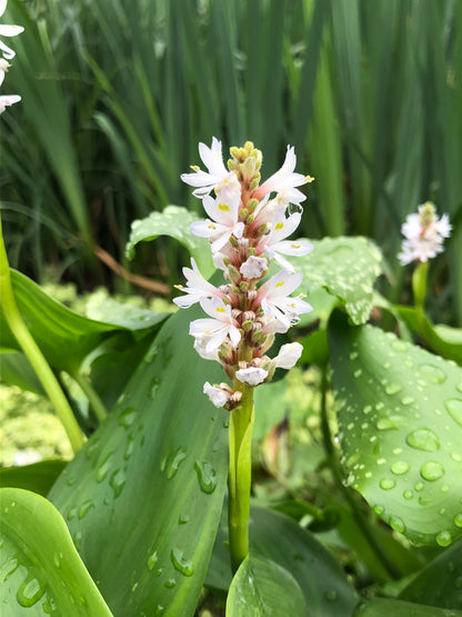 Marginal Pond Plant - (Potted 1 Litre) ~ White Pickeral Plant - Pontederia Cordata Alba