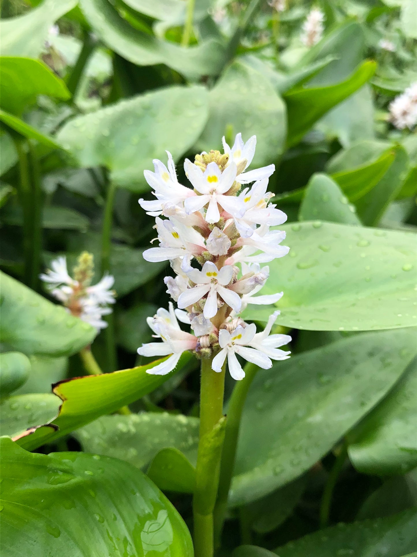 Marginal Pond Plant - (Potted 1 Litre) ~ White Pickeral Plant - Pontederia Cordata Alba