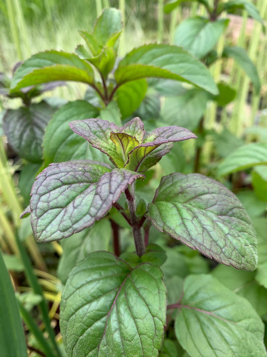 Marginal Pond Plant - (Potted 1 Litre) ~ Water Mint - Mentha Aquatica