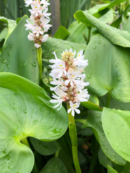 Marginal Pond Plant - (Potted 1 Litre) ~ White Pickeral Plant - Pontederia Cordata Alba