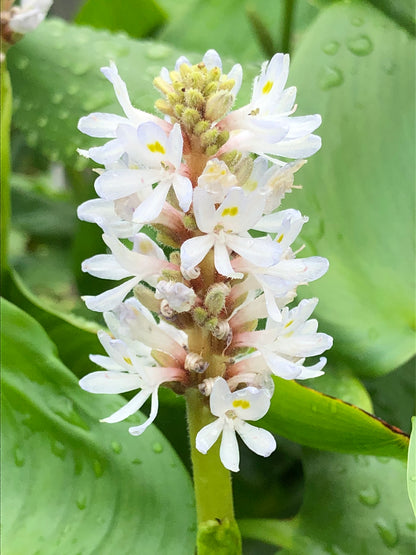 Marginal Pond Plant - (Potted 1 Litre) ~ White Pickeral Plant - Pontederia Cordata Alba