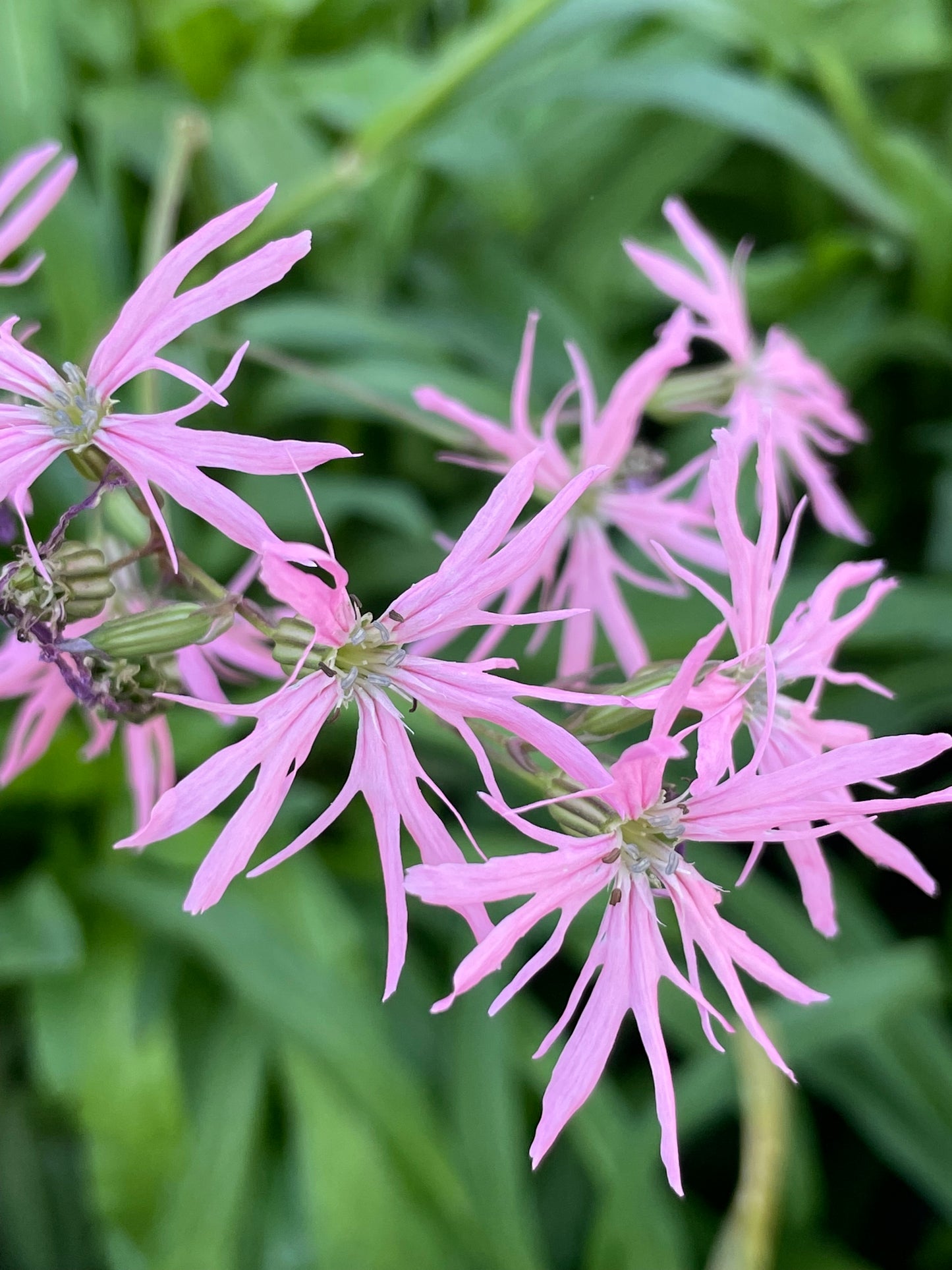 Marginal Pond Plant - (Potted 1 Litre) ~ Ragged Robin - Lychnis Flos Cuculi