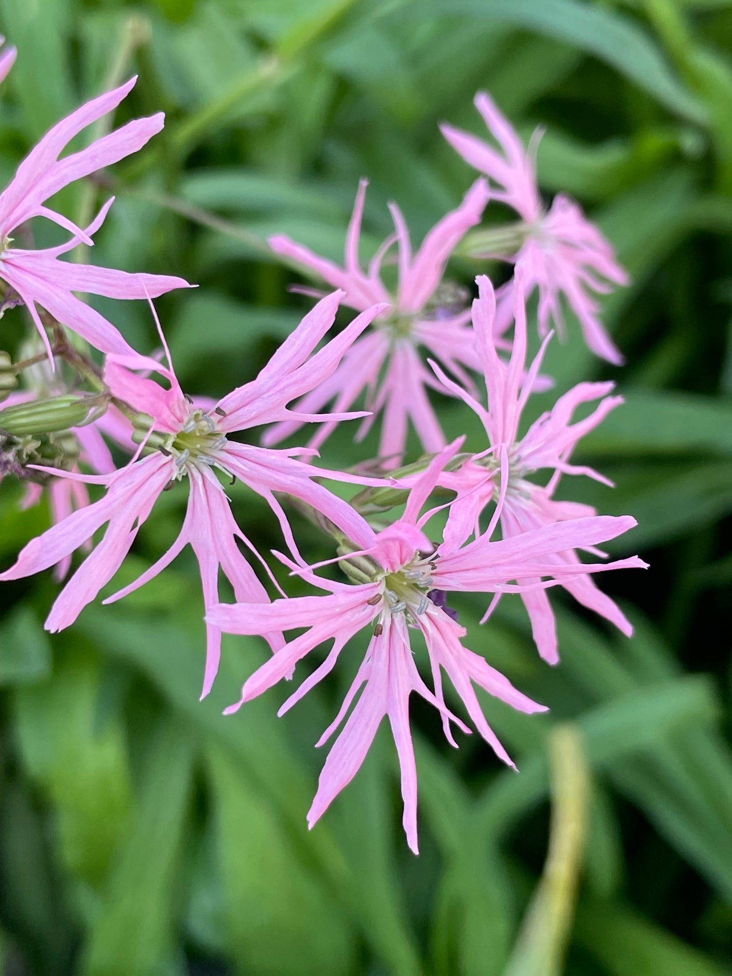 Marginal Pond Plant - (Potted 1 Litre) ~ Ragged Robin - Lychnis Flos Cuculi