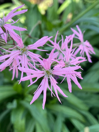 Marginal Pond Plant - (Potted 1 Litre) ~ Ragged Robin - Lychnis Flos Cuculi