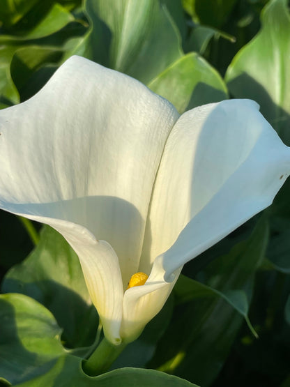 Marginal Pond Plant - (Potted 1 Litre) ~ Arum Lily - Zantedeschia Aethiopica