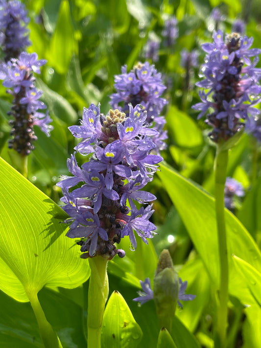 Marginal Pond Plant - (Potted 1 Litre) ~ Pickeral Plant - Pontederia Cordata