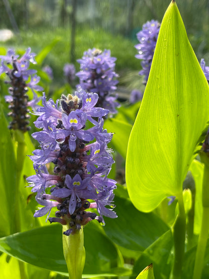 Marginal Pond Plant - (Potted 1 Litre) ~ Pickeral Plant - Pontederia Cordata