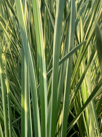 Marginal Pond Plant - (Potted 1 Litre) ~ Variegated Sweet Flag - Acorus Calamus Variegatus