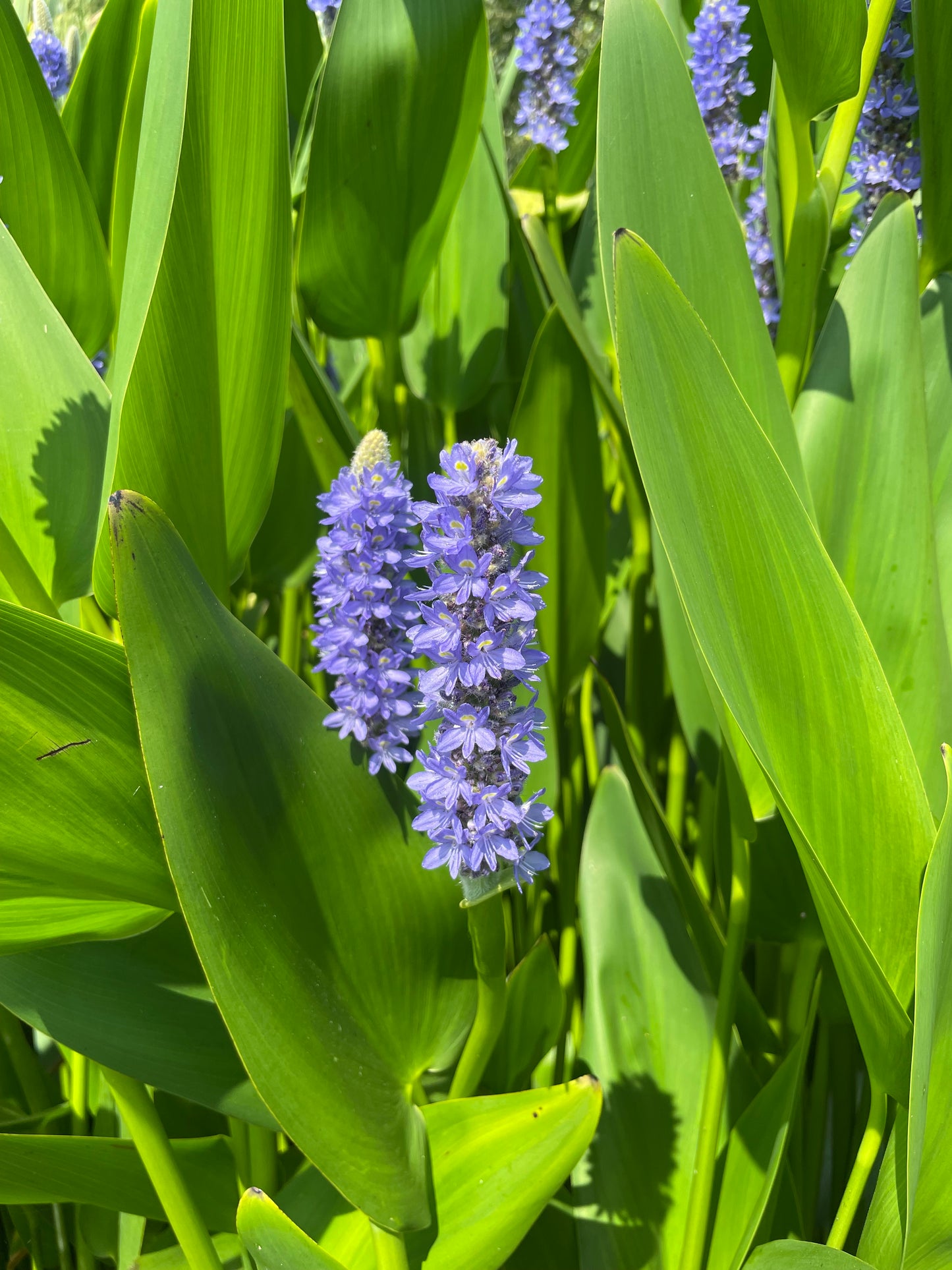 Marginal Pond Plant - (Potted 1 Litre) ~ Pickeral Plant - Pontederia Cordata