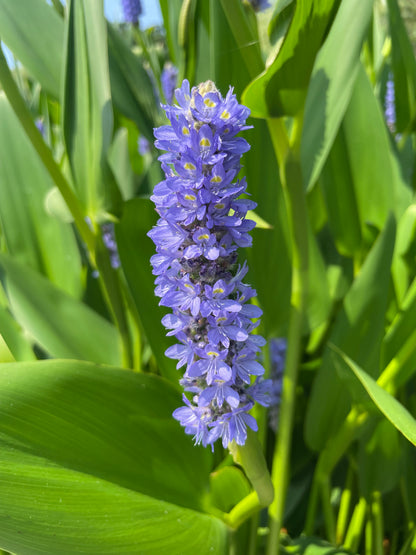 Marginal Pond Plant - (Potted 1 Litre) ~ Pickeral Plant - Pontederia Cordata