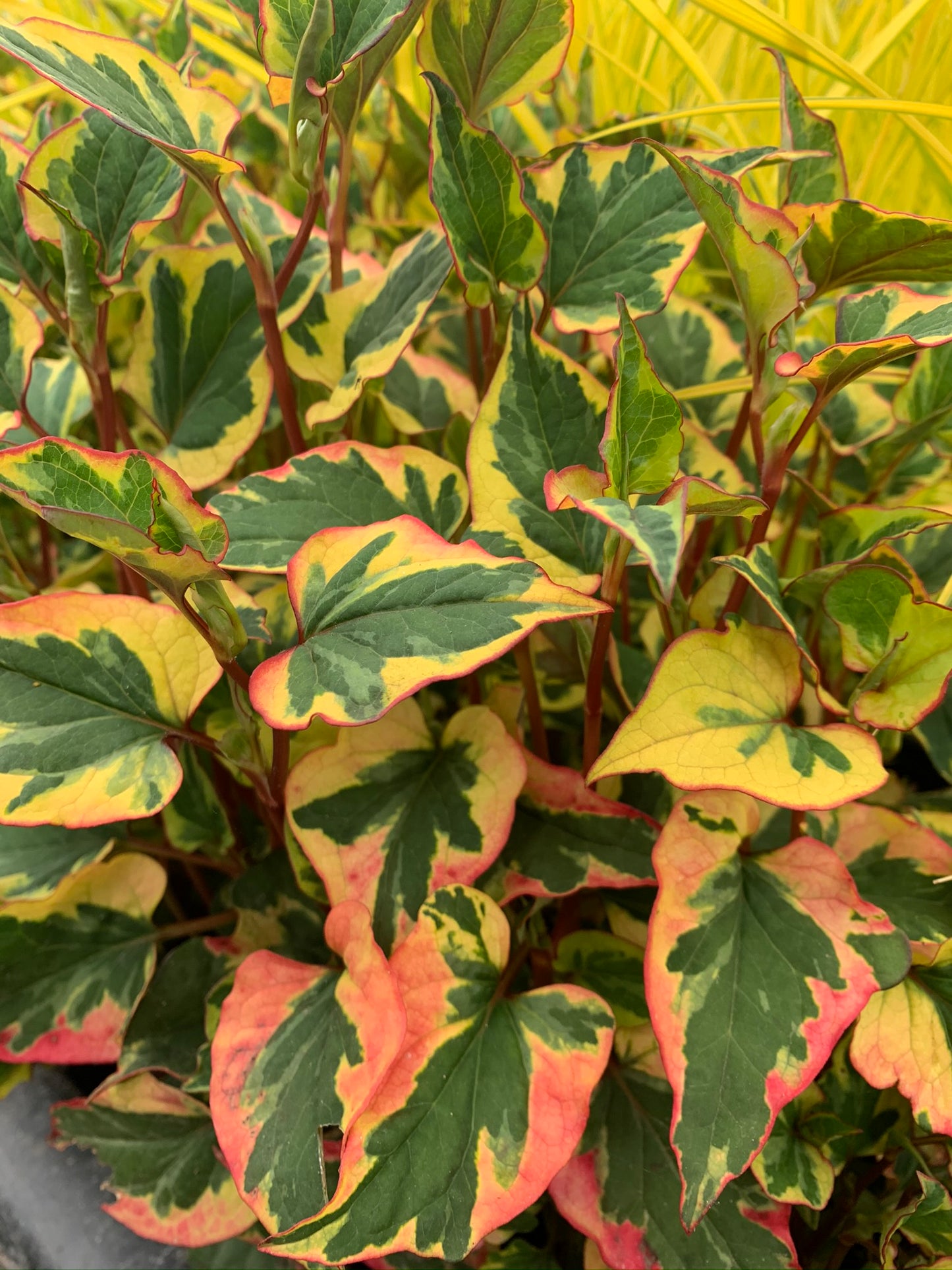 Marginal Pond Plant - (Potted 1 Litre) ~ Harlequin - Houttuynia Cordata Variegata