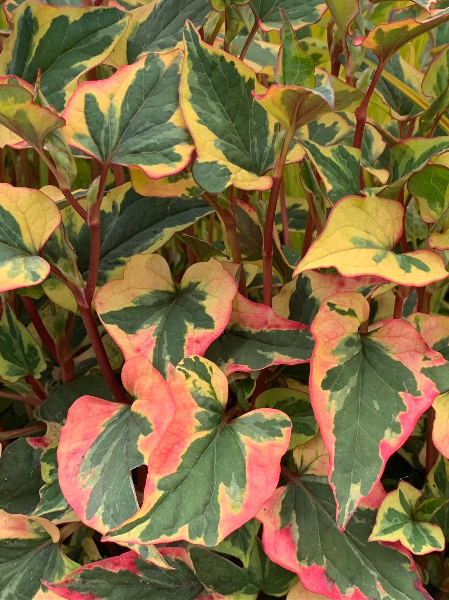 Marginal Pond Plant - (Potted 1 Litre) ~ Harlequin - Houttuynia Cordata Variegata