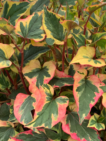 Marginal Pond Plant - (Potted 1 Litre) ~ Harlequin - Houttuynia Cordata Variegata