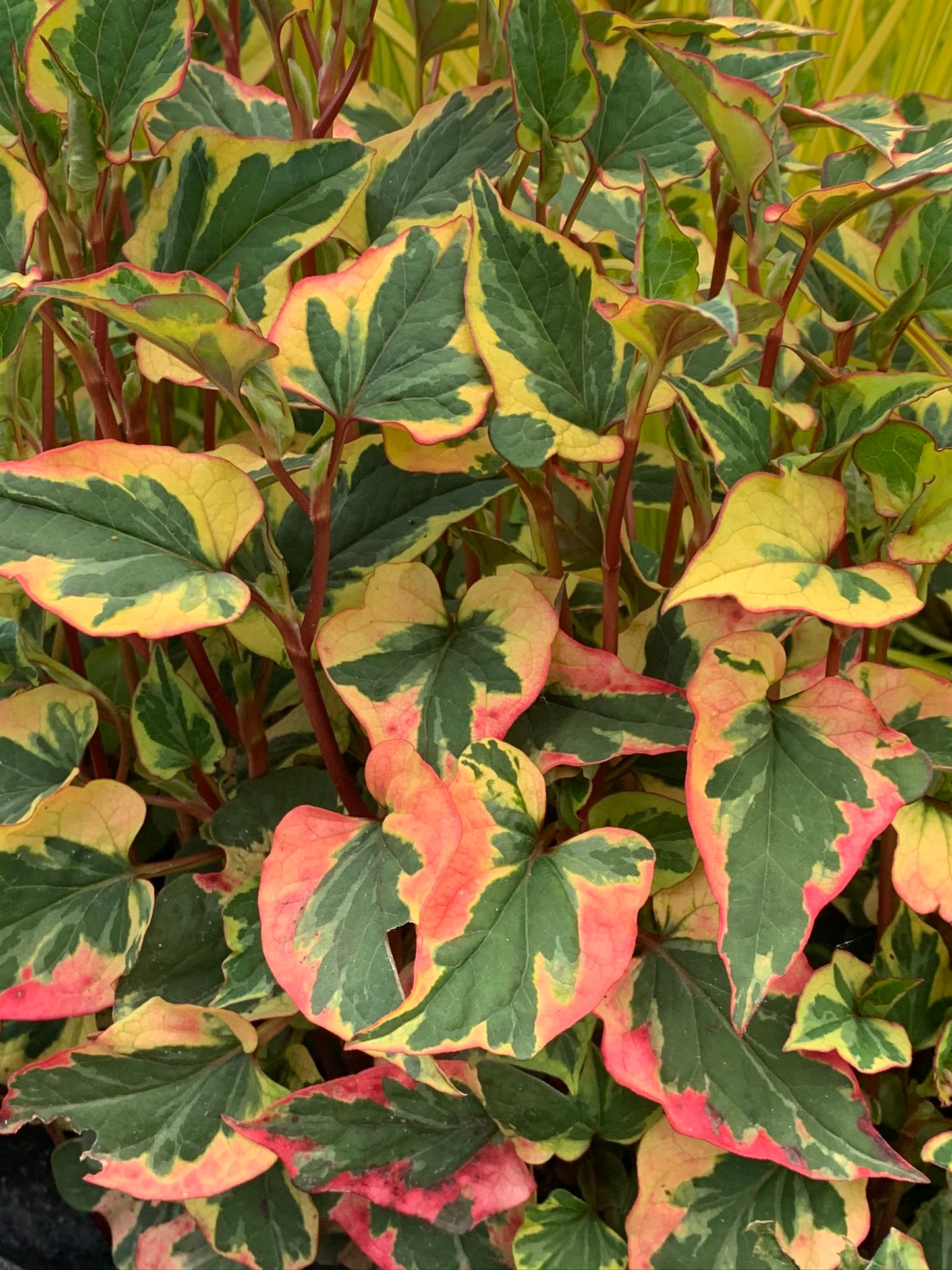 Marginal Pond Plant - (Potted 1 Litre) ~ Harlequin - Houttuynia Cordata Variegata