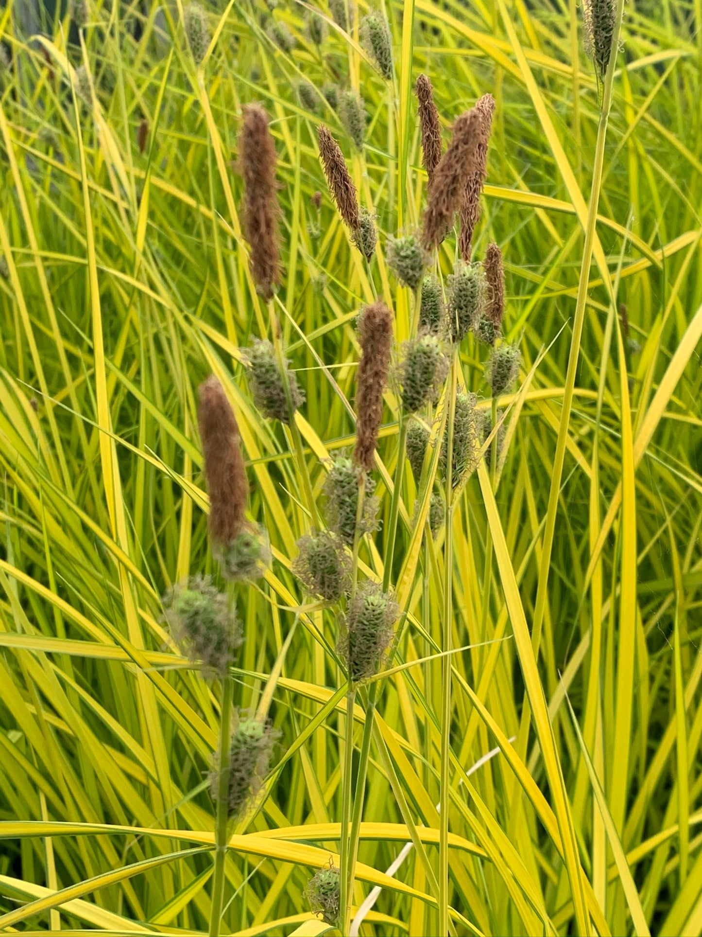 Marginal Pond Plant - (Potted 1 Litre) ~ Golden Sedge - Carex Bowles Golden