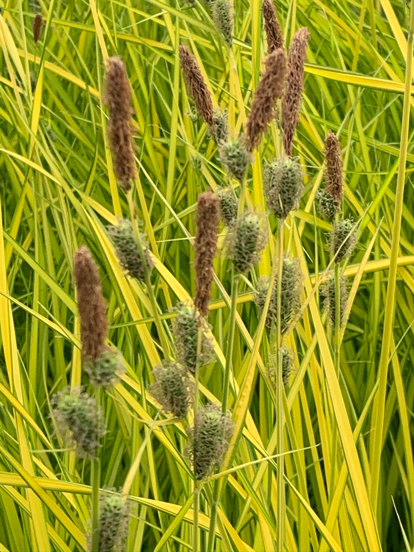 Marginal Pond Plant - (Potted 1 Litre) ~ Golden Sedge - Carex Bowles Golden