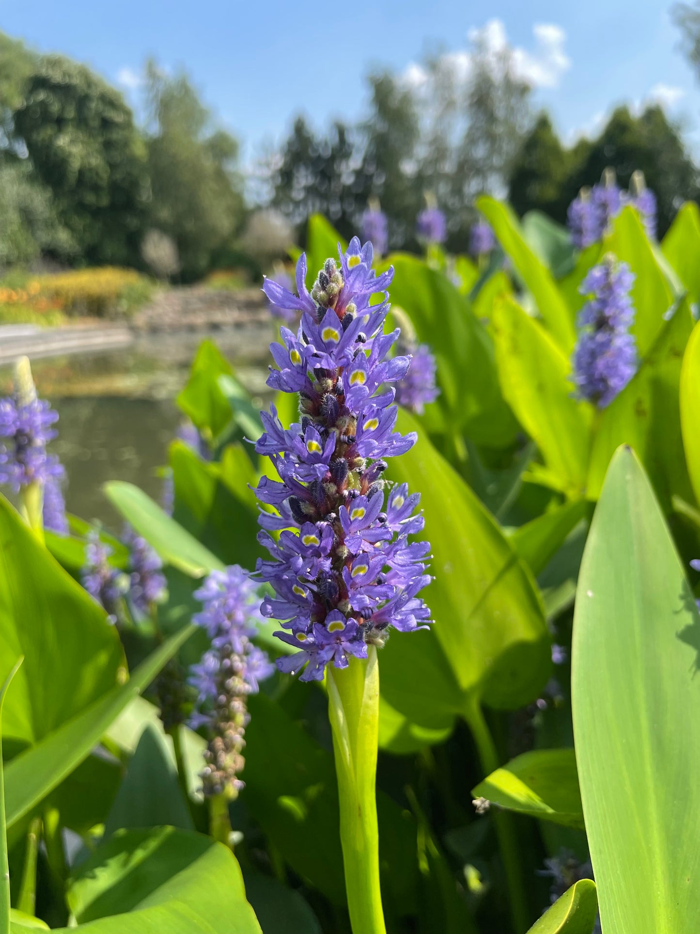 Marginal Pond Plant - (Potted 1 Litre) ~ Pickeral Plant - Pontederia Cordata