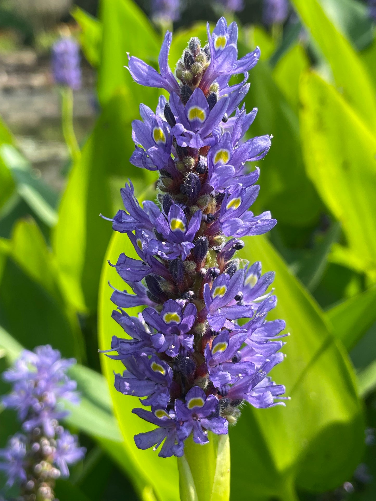 Marginal Pond Plant - (Potted 1 Litre) ~ Pickeral Plant - Pontederia Cordata