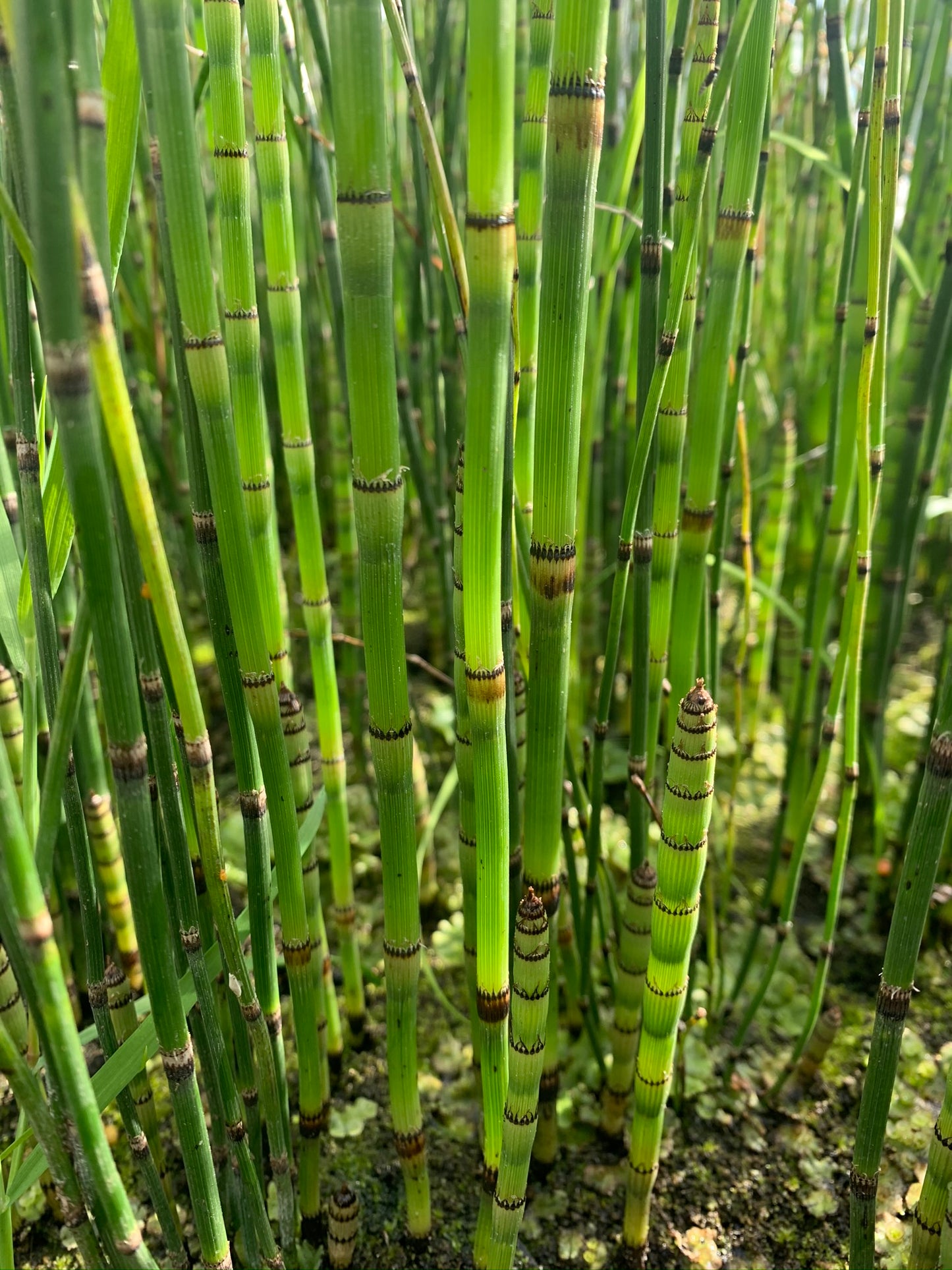 Marginal Pond Plant - (Potted 1 Litre) ~ Horsetail Rush - Equisetum Japonicum