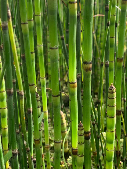 Marginal Pond Plant - (Potted 1 Litre) ~ Horsetail Rush - Equisetum Japonicum