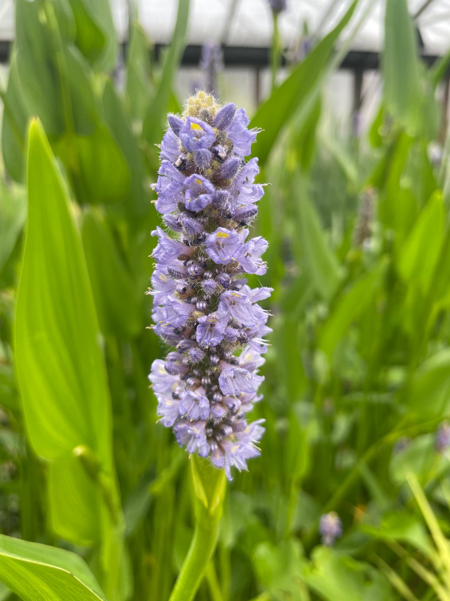 Marginal Pond Plant - (Potted 1 Litre) ~ Pickeral Plant - Pontederia Cordata