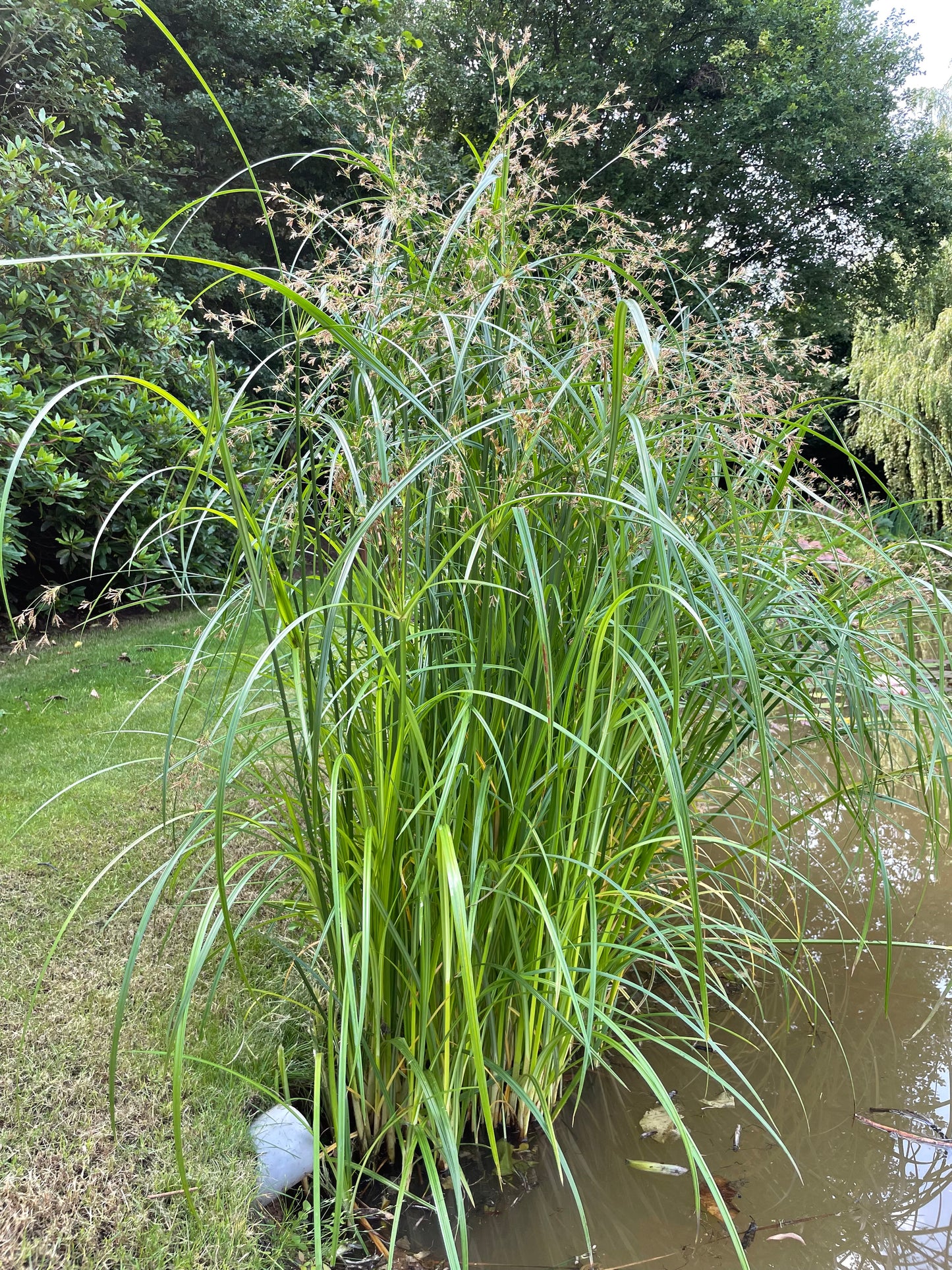 Marginal Pond Plant - (Potted 1 Litre) ~ Sweet Galingale - Cyperus Longus