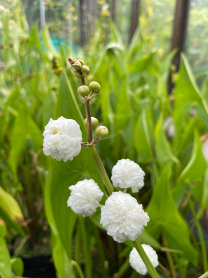 Marginal Pond Plant - (Potted 1 Litre) ~ Double Flowered Arrowhead - Sagittaria Sagittifolia Flore Plena