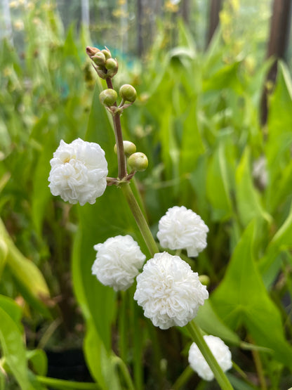 Marginal Pond Plant - (Potted 1 Litre) ~ Double Flowered Arrowhead - Sagittaria Sagittifolia Flore Plena