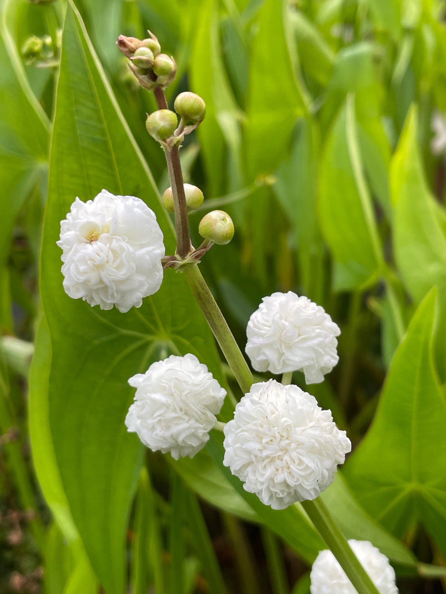 Marginal Pond Plant - (Potted 1 Litre) ~ Double Flowered Arrowhead - Sagittaria Sagittifolia Flore Plena