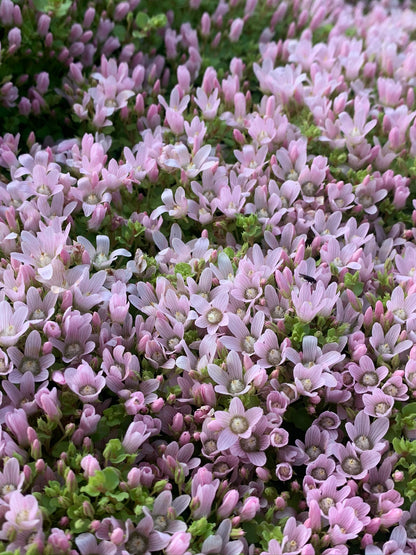 Marginal Pond Plant - (Potted 1 Litre) ~ Bog Pimpernel - Anagallis Tenella