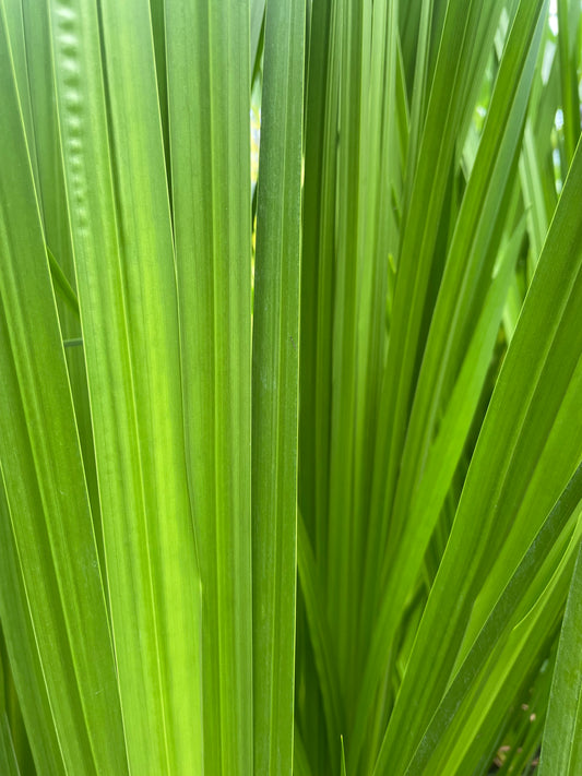 Marginal Pond Plant - (Potted 1 Litre) ~ Sweet Flag - Acorus Calamus