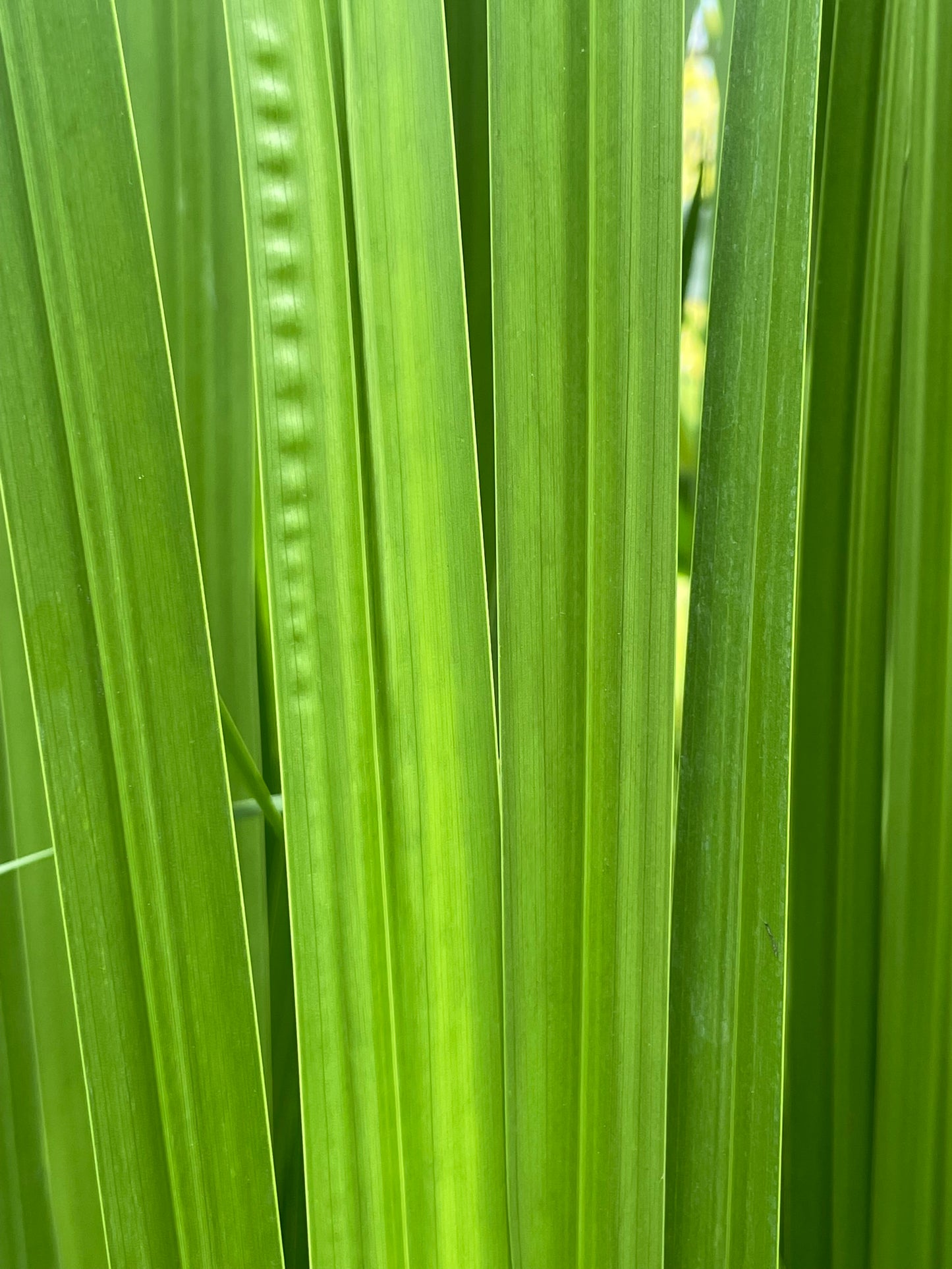 Marginal Pond Plant - (Potted 1 Litre) ~ Sweet Flag - Acorus Calamus