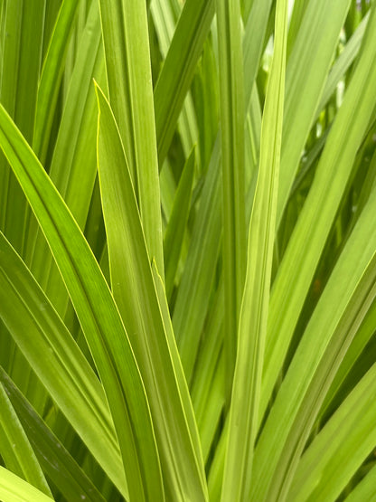 Marginal Pond Plant - (Potted 1 Litre) ~ Sweet Flag - Acorus Calamus