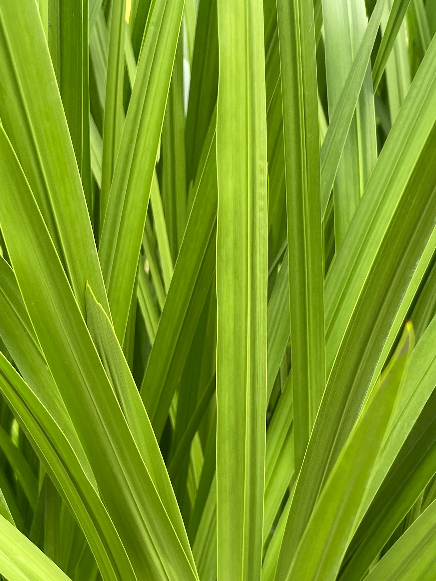 Marginal Pond Plant - (Potted 1 Litre) ~ Sweet Flag - Acorus Calamus