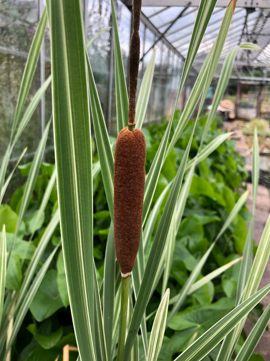 Marginal Pond Plant - (Potted 1 Litre) ~ Variegated Reed Mace - Typha Latifolia Varigata