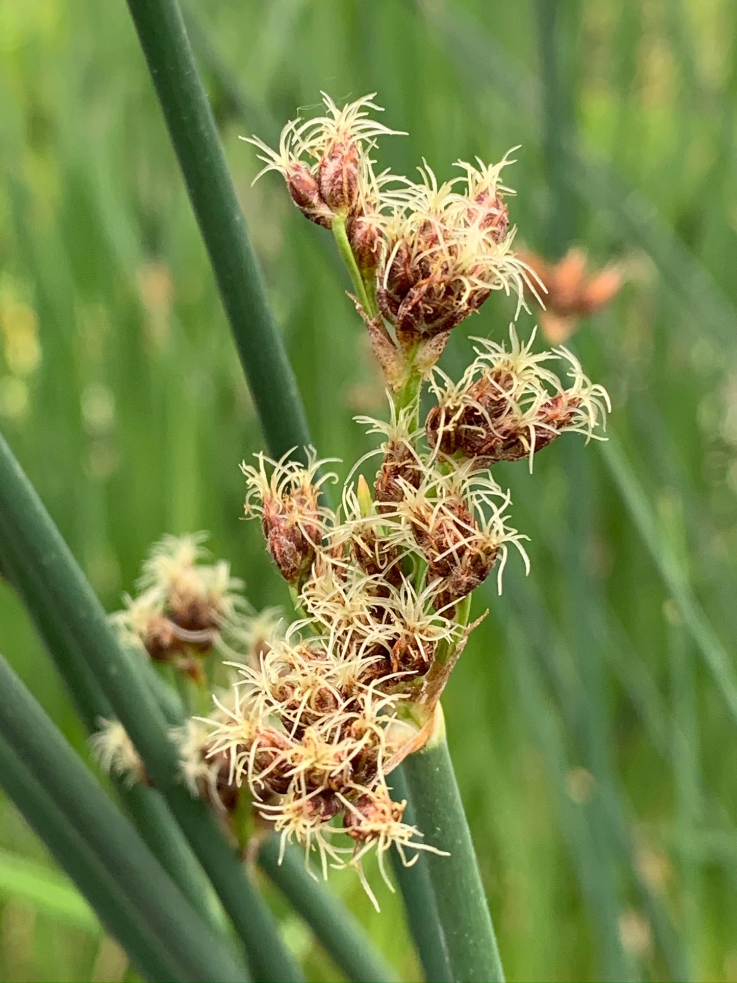 Marginal Pond Plant - (Potted 1 Litre) ~ Bullrush - Scirpus Lacustris