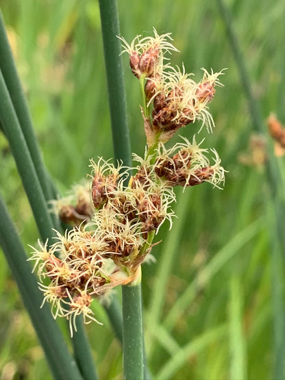 Marginal Pond Plant - (Potted 1 Litre) ~ Bullrush - Scirpus Lacustris