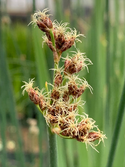 Marginal Pond Plant - (Potted 1 Litre) ~ Bullrush - Scirpus Lacustris