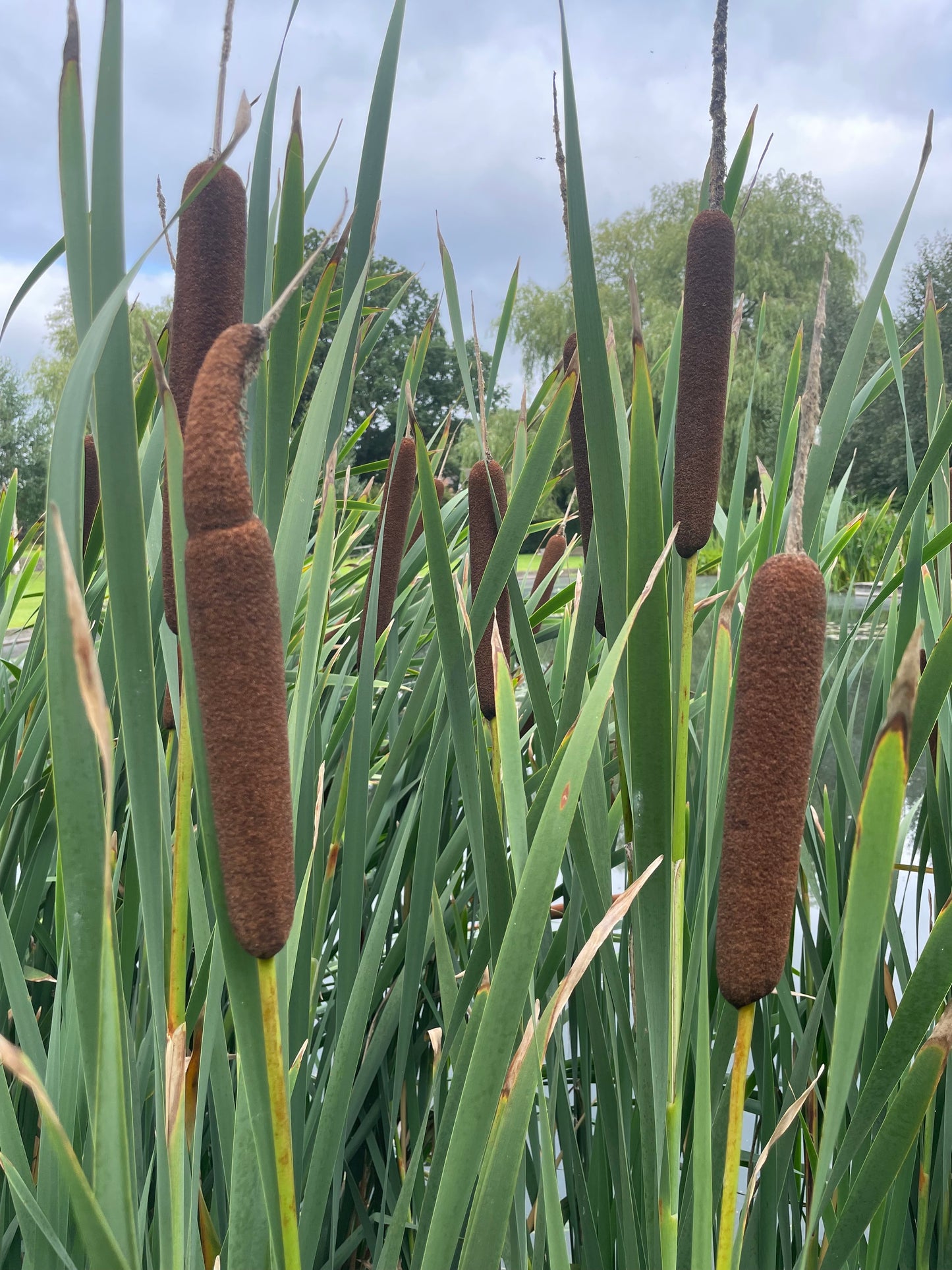 Marginal Pond Plant - (Potted 1 Litre) ~ Greater Reed Mace - Typha Latifolia