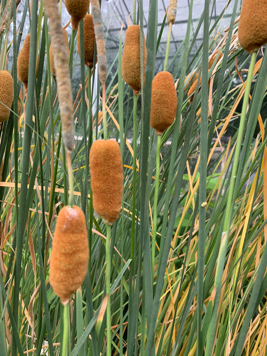 Marginal Pond Plant - (Potted 1 Litre) ~ Ornamental Reed Mace - Typha Gracilis