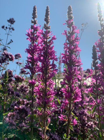 Marginal Pond Plant - (Potted 1 Litre) ~ Purple Loosestrife - Lythrum Salicaria