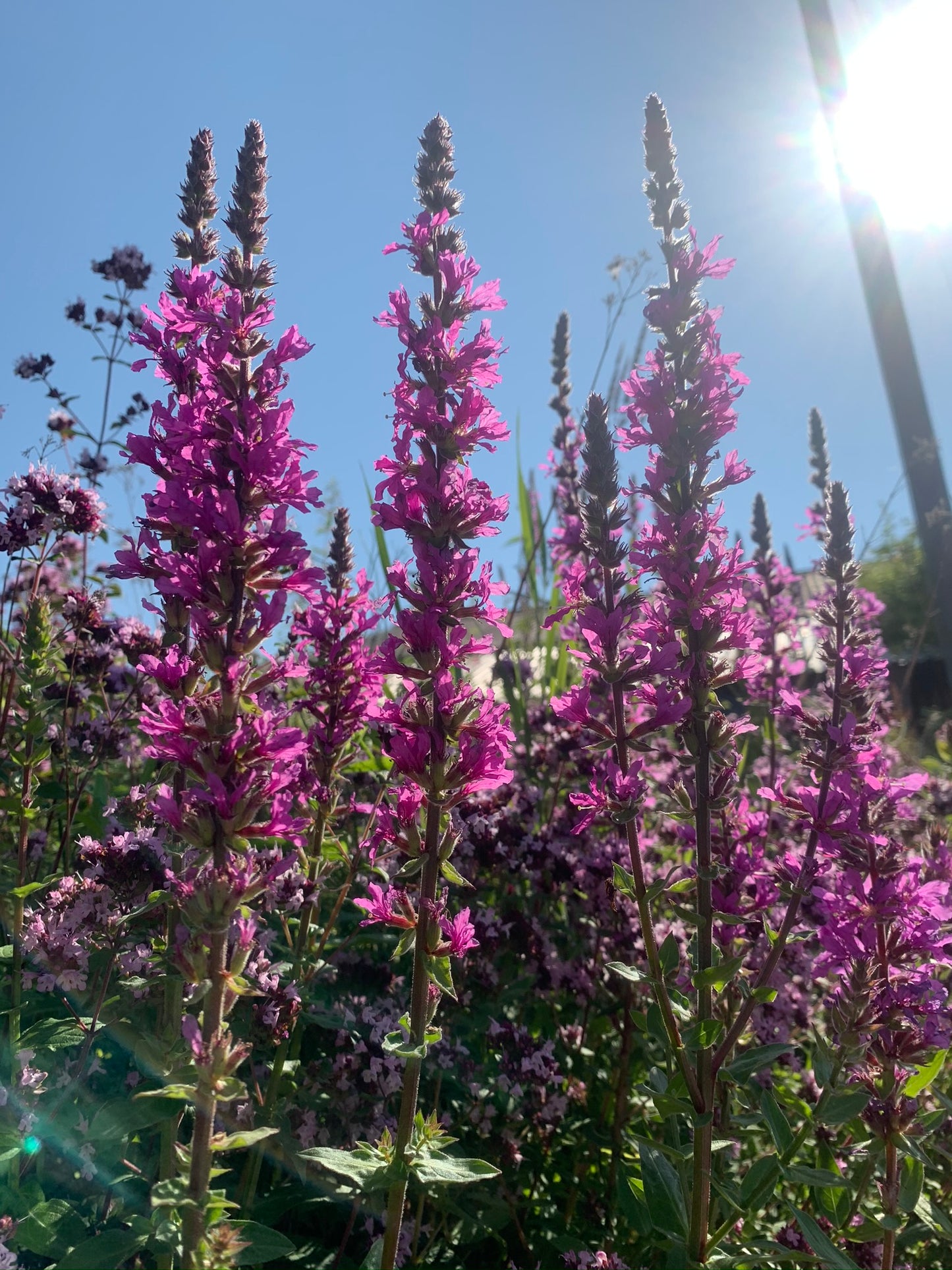 Marginal Pond Plant - (Potted 1 Litre) ~ Purple Loosestrife - Lythrum Salicaria