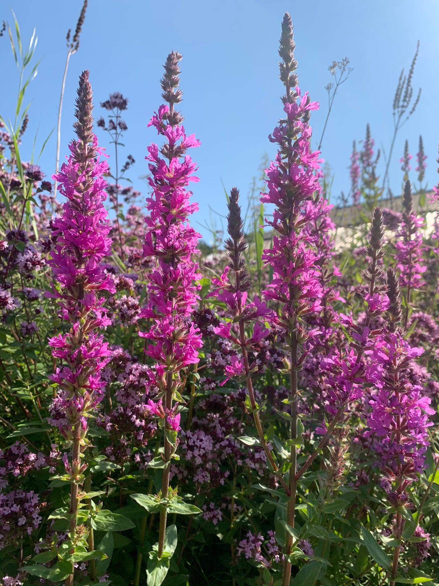 Marginal Pond Plant - (Potted 1 Litre) ~ Purple Loosestrife - Lythrum Salicaria