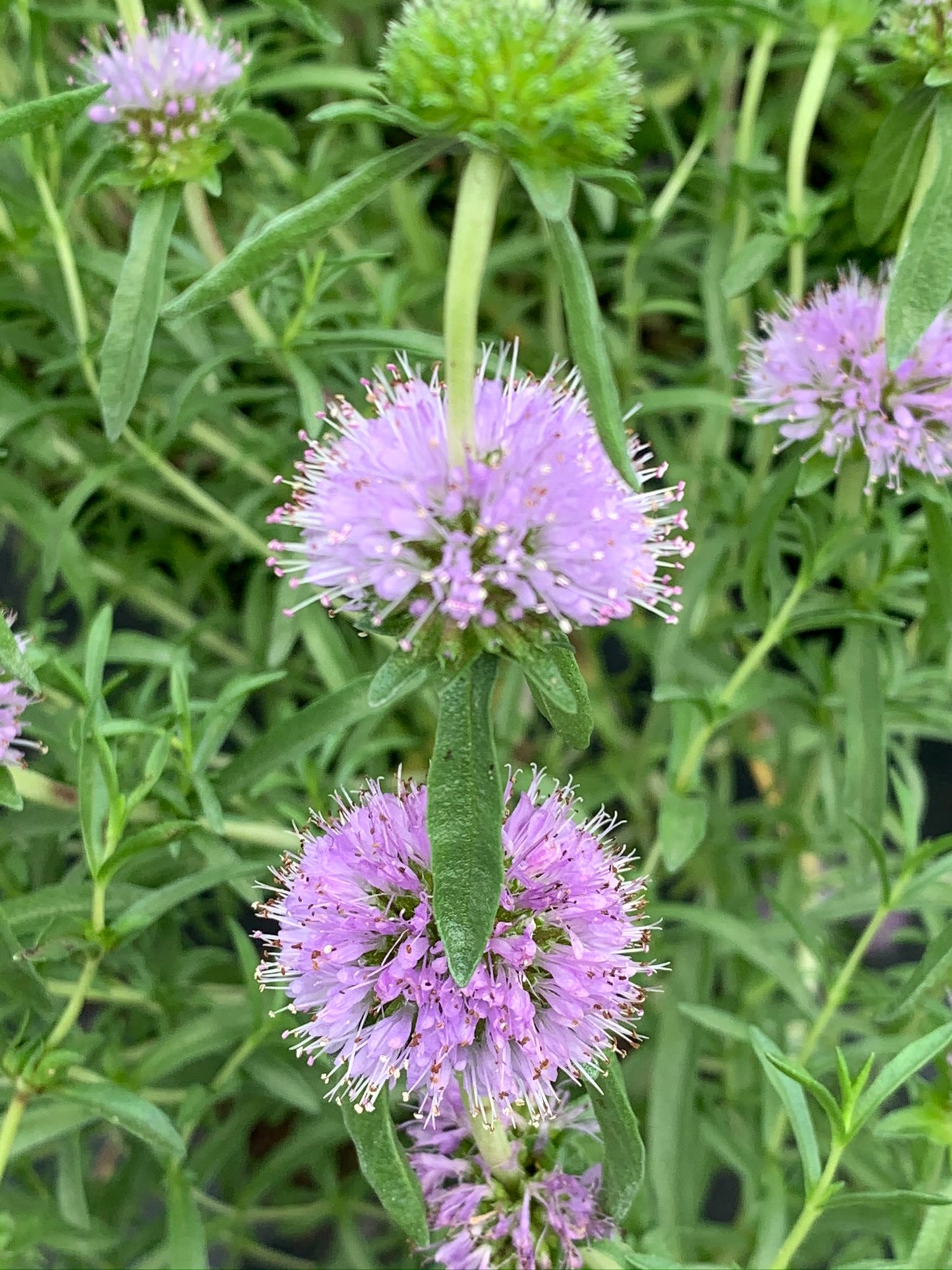 Marginal Pond Plant - (Potted 1 Litre) ~ Blue Water Spearmint - Preslia Cervina